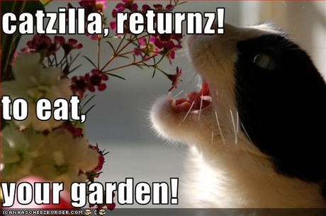 Catzilla_09