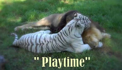 playtime