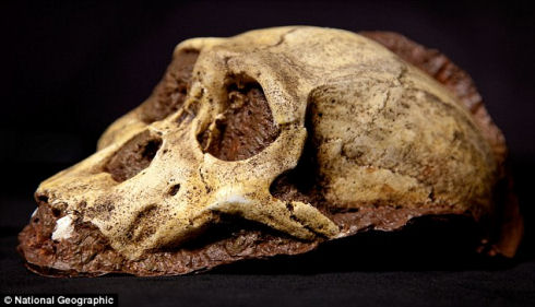 Australopithecus sediba 03