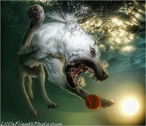 underwater_dogs_13