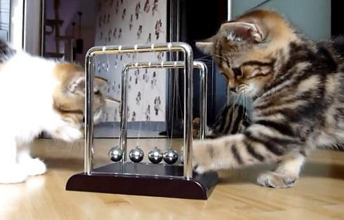 Kittens learn physics