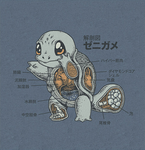 squirtle_anatomy_by_rye_bread-d5go7lf