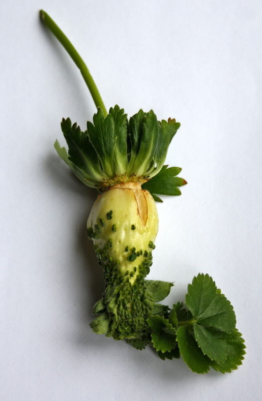 Plants That Are Totally Confused 13