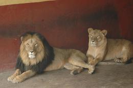addis_lions@body