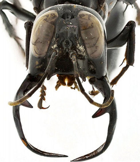 King of Wasps 01