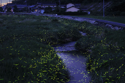 Gold Fireflies in Japan 03