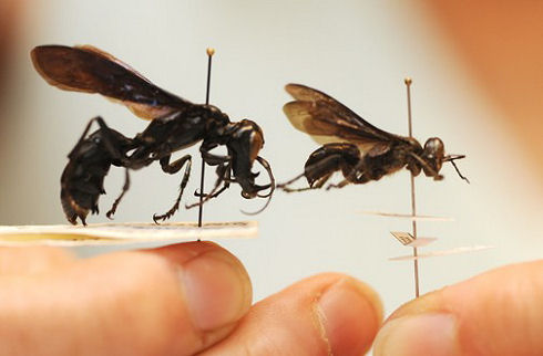King of Wasps 04