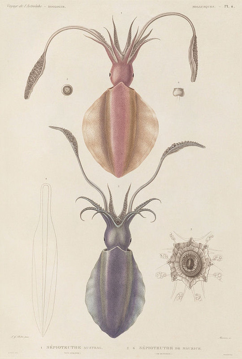The Astrolabe Molluscs 02