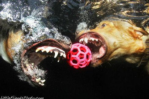 underwater_dogs_18