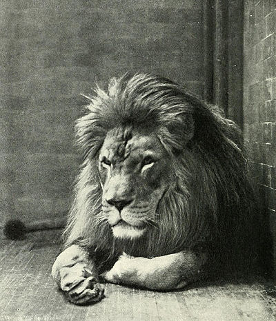 515px-Sultan_the_Barbary_Lion