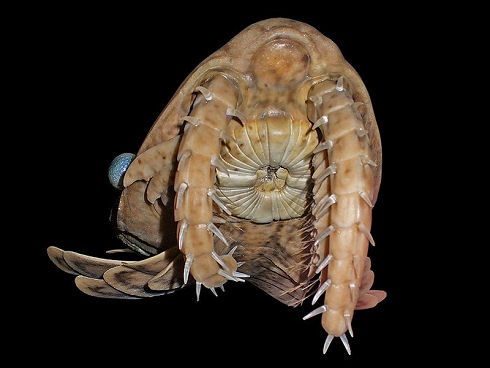 話題 カンブリア紀の帝王 アノマロカリス 左右の複眼の完全な化石が発見される オーストラリア 付録部 Blog Bu 話題 カンブリア紀の帝王 アノマロカリス 左右の複眼の完全な化石が発見される オーストラリア 付録部 Blog Bu