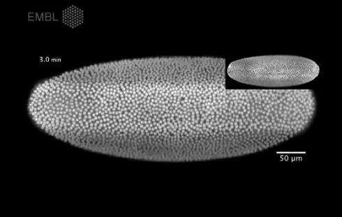 Fruit fly development in 3D