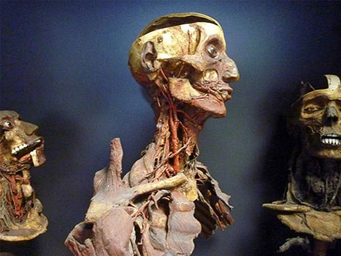 plastinated-mummies-italy-side_48338_big
