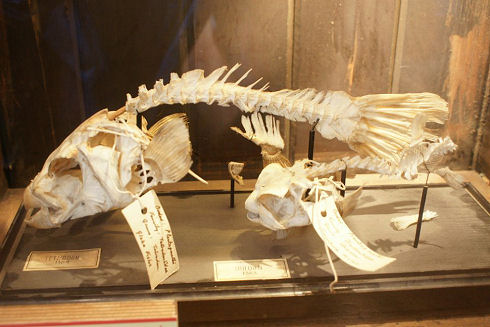 生物 比較解剖学の殿堂 グラント博物館 の展示物がすごいぞ 画像36枚 付録部 Blog Bu 生物 比較解剖学の殿堂 グラント博物館 の展示物がすごいぞ 画像36枚 付録部 Blog Bu