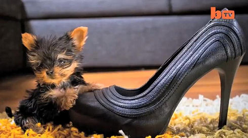 World Smallest Dog