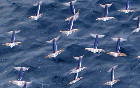 squid_2474593b