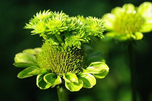 Plants That Are Totally Confused 18