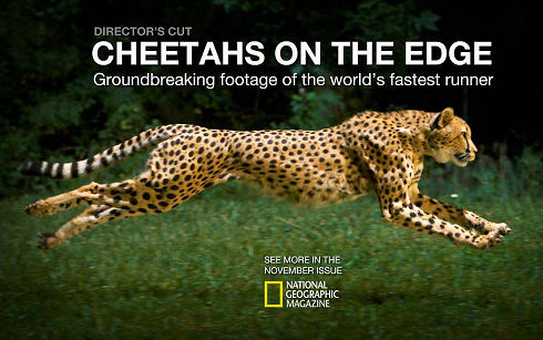 Cheetahs on the Edge