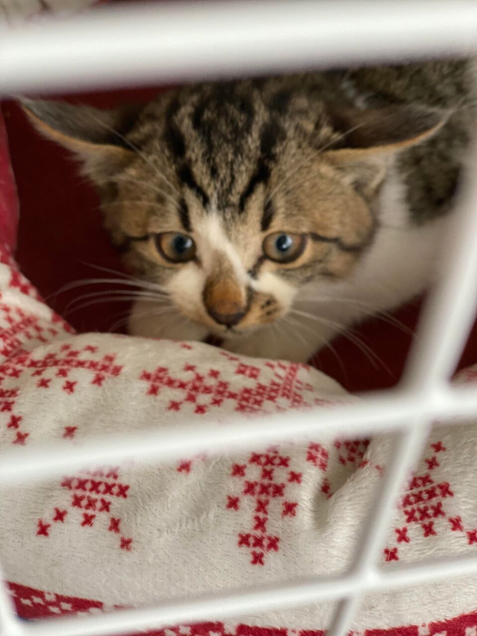 懐かない猫と仲良くなる裏技 猫の下僕になりました