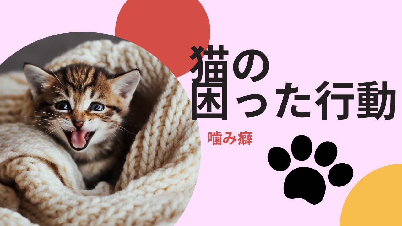 猫の困った行動 噛み癖を改善する方法 猫の下僕になりました 猫の困った行動 噛み癖を改善する方法 猫の下僕になりました