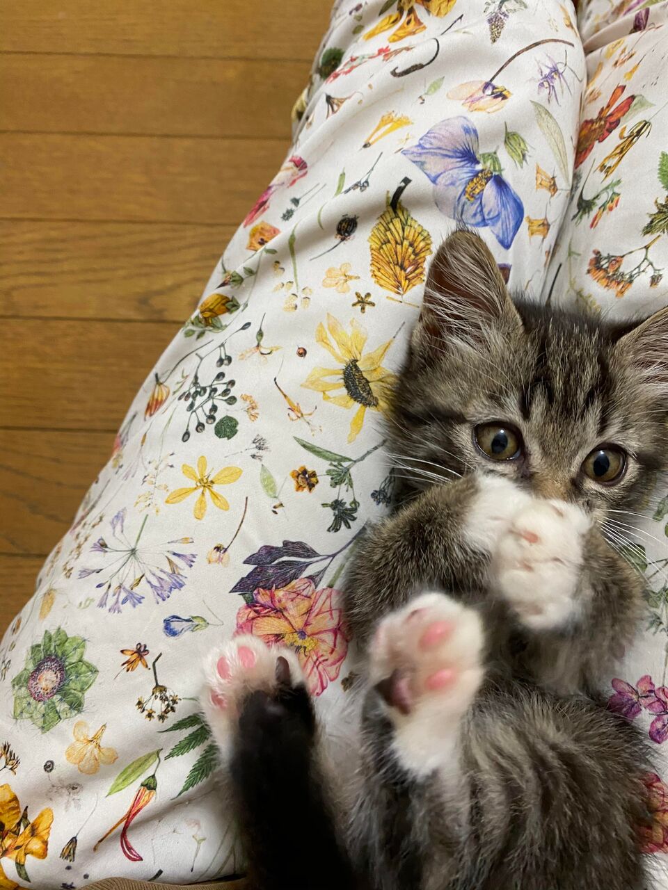 猫の困った行動 噛み癖を改善する方法 猫の下僕になりました 猫の困った行動 噛み癖を改善する方法 猫の下僕になりました