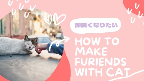 懐かない猫と仲良くなる裏技 猫の下僕になりました