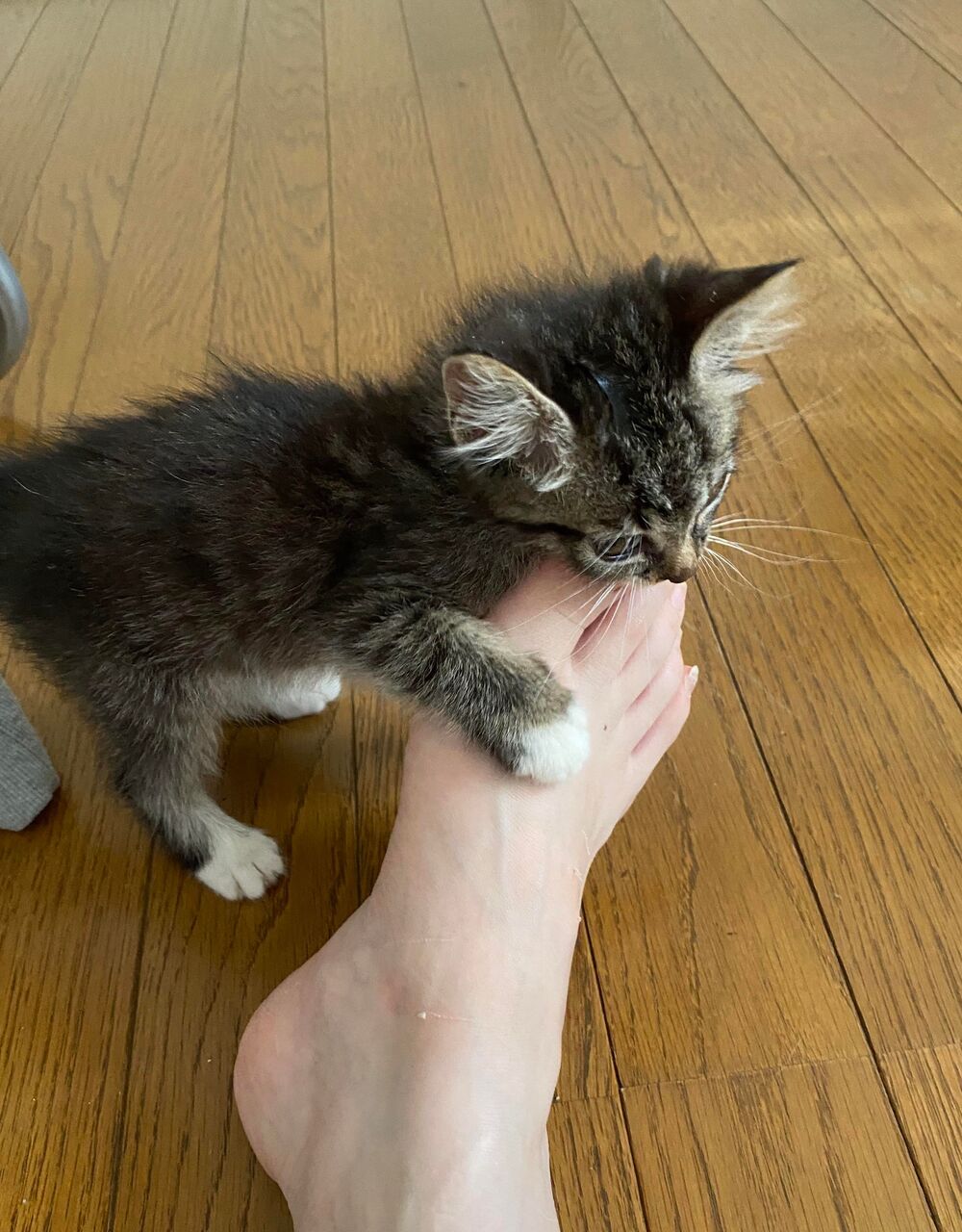 猫の困った行動 噛み癖を改善する方法 猫の下僕になりました 猫の困った行動 噛み癖を改善する方法 猫の下僕になりました