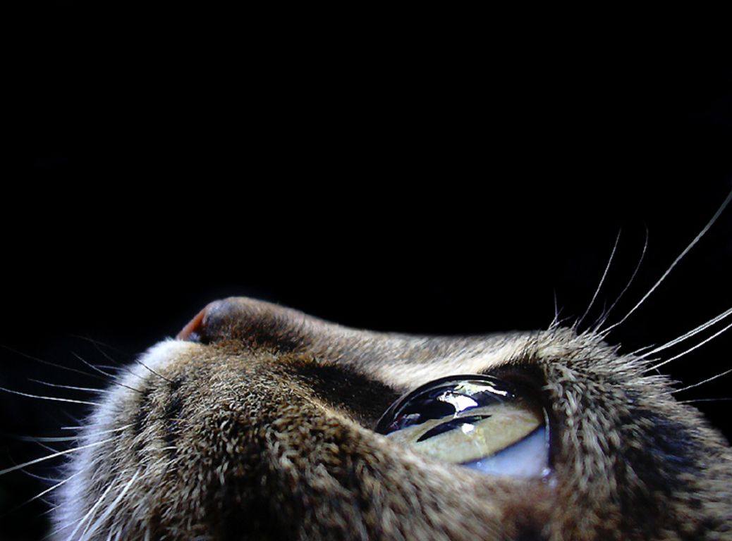 猫の目 猫写真ブログ ねこ写真 ネコ写真 ぬこ写真 猫の目 猫写真ブログ ねこ写真 ネコ写真 ぬこ写真