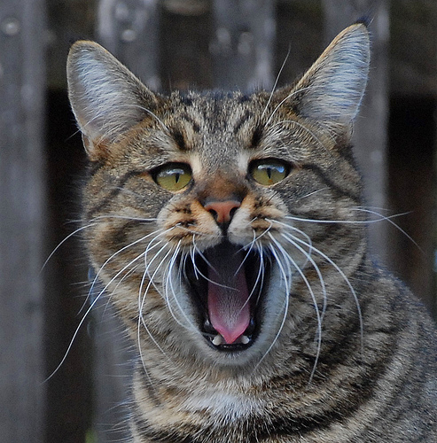 ����ǭ �֤��㡼��