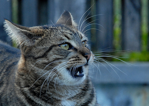 ����ǭ �֤ʡ�