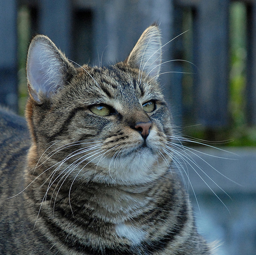 ����ǭ �֤��