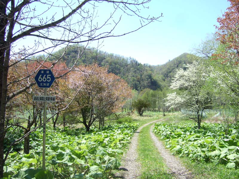 硬券　白糠線最終日　白糠→上茶路・釧路乗車券 硬券 白糠線最終日 白糠→上茶路・釧路乗車券