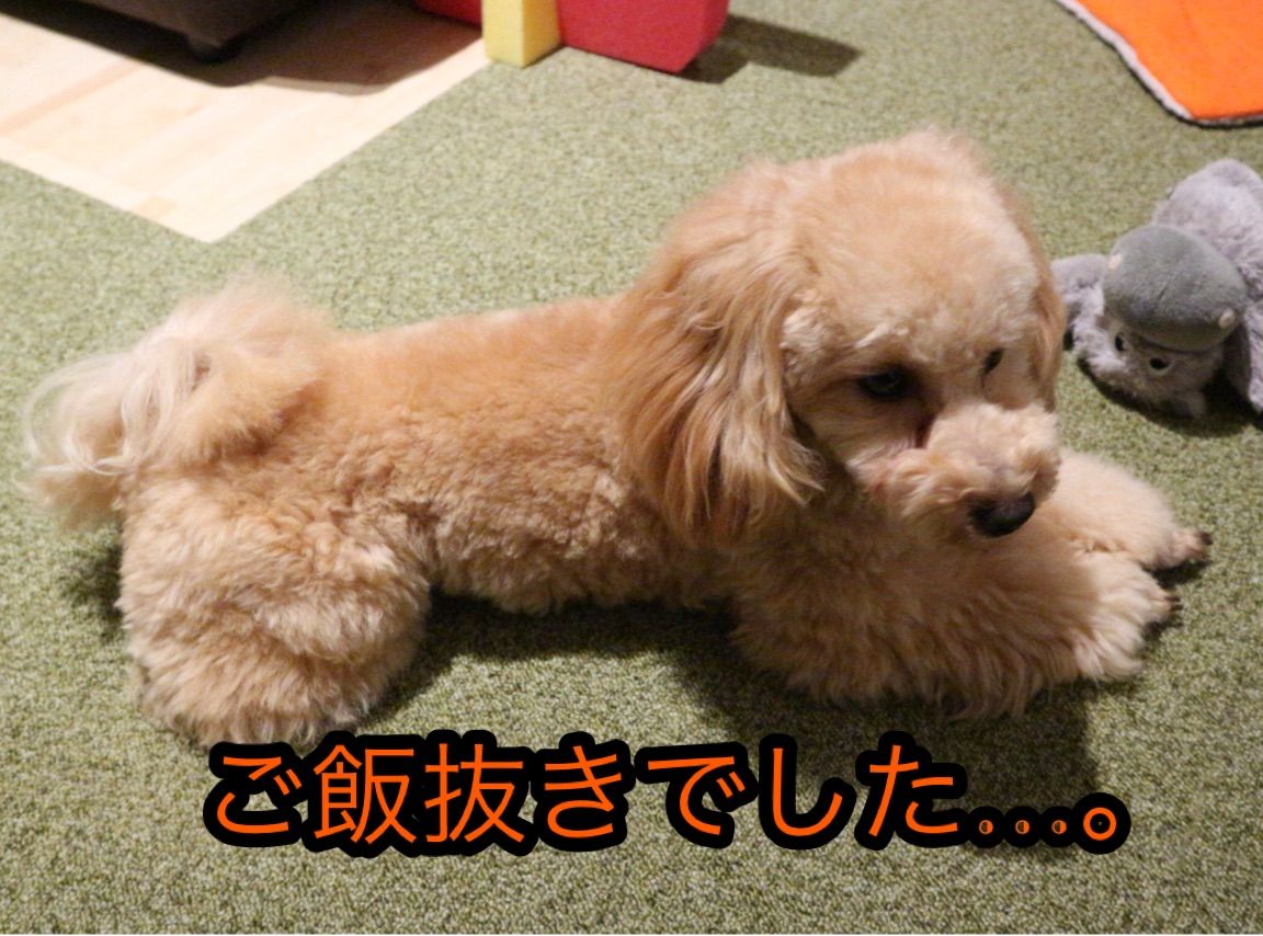 トイプーmimiの英国生活 トイプーmimiの英国生活
