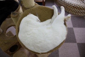 でーん。じゃなくて、すぴー。