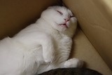 顔…