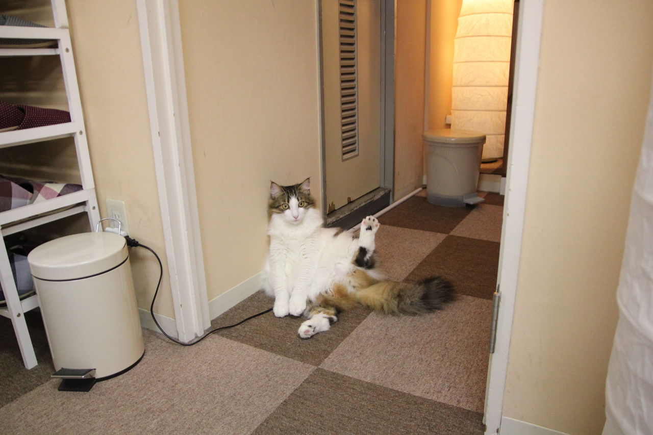 あの美しき山よ Cat Cafe ねころび