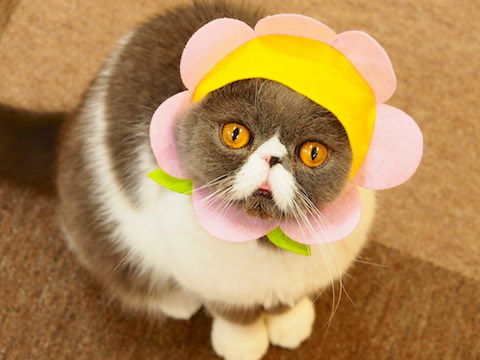 ¥¥à¥é¤µ¤ó