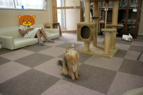 BlogPaint