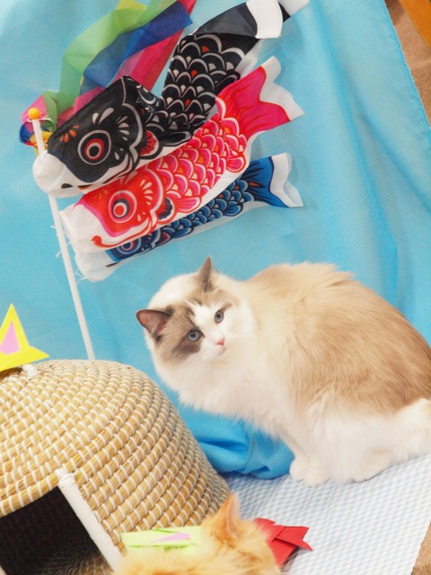 °ì´ã¤Æ゙»£¤Ã¤¿¤ä¡¼¤Ä_180526_0038