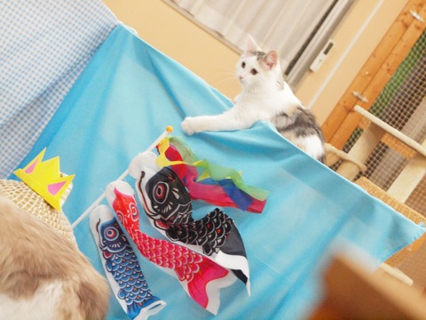 °ì´ã¤Æ゙»£¤Ã¤¿¤ä¡¼¤Ä_180526_0035