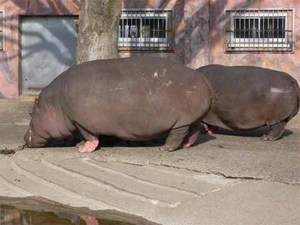 あんこ…ちゃん?