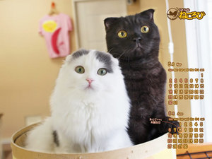 今月の壁紙