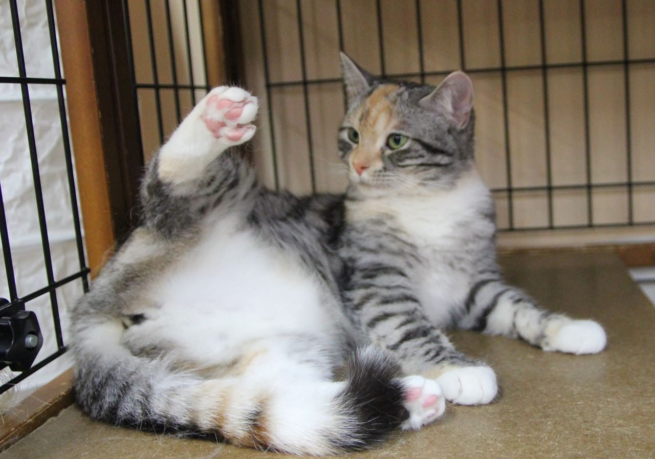 Cat Cafe ねころび 16年06月 Livedoor Blog ブログ Cat Cafe ねころび 16年06月 Livedoor Blog ブログ