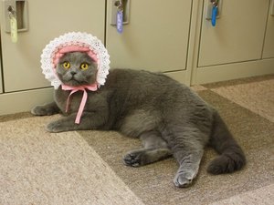 お嬢様っ!!