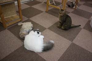 2匹は、仲良し(*´▽`*)