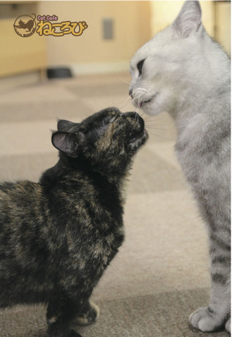 どらわさ