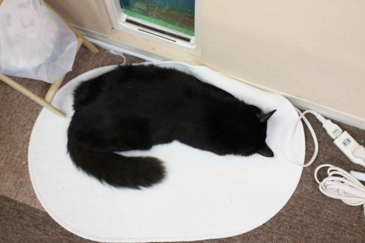 ある日の猫達 Cat Cafe ねころび