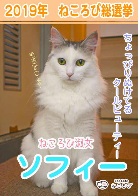 ÁíÁªµó2019¥½¥Õ¥£