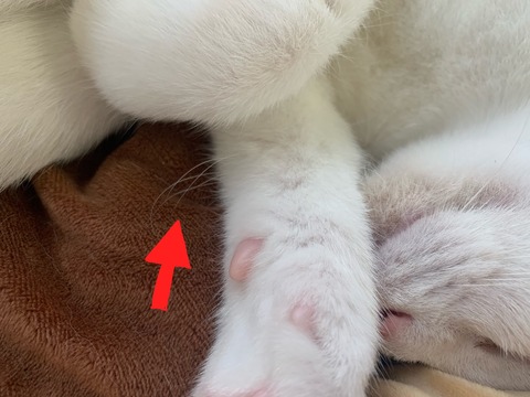 S__12353550