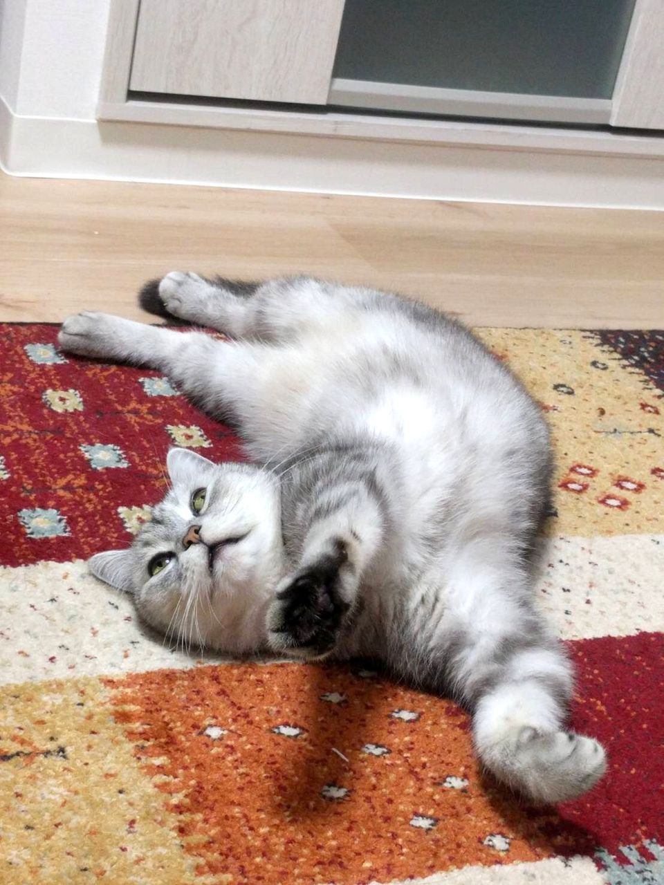 卒猫どらえもん君の近況 17年12月8日 Cat Cafe ねころび